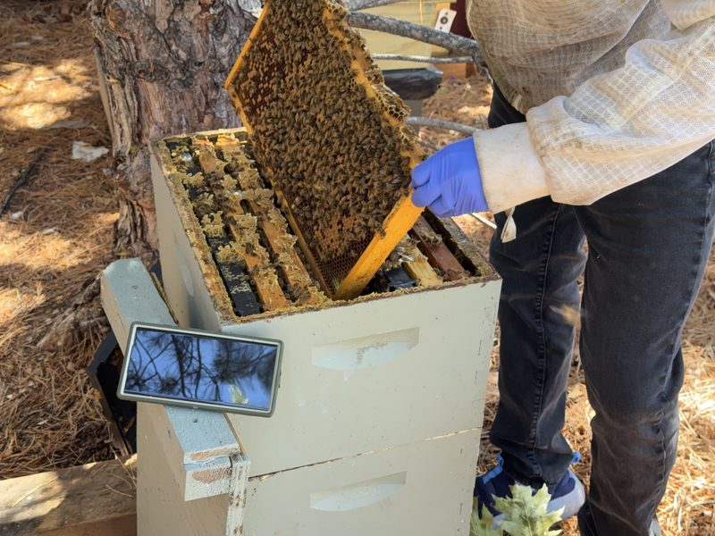 Gloved hands lifting a frame densely covered in honeybees out of an open hive with a hive tool.