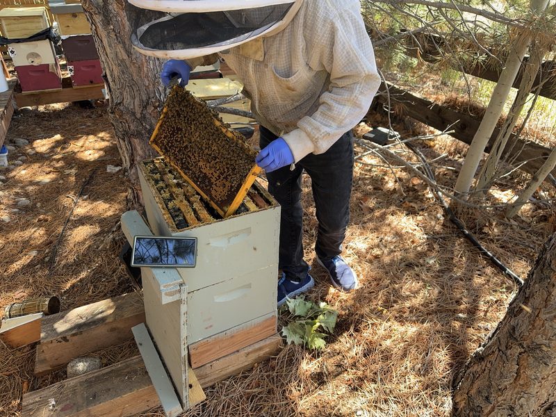 Beekeeper in a veil lifting a frame of bees from an open hive, with a phone propped against the hive body.