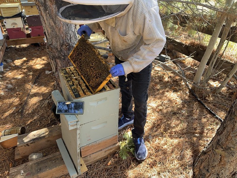 Wide view of a beekeeper inspecting an open hive in a pine-shaded apiary, phone propped on the hive front while a frame is lifted.