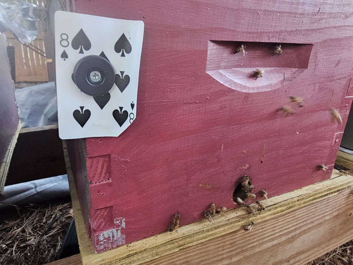 NFC tag mounted on a playing card on the side of a red beehive. Bees fly in and out of the entrance and crawl on the landing board.